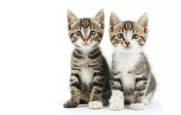 Look, cats, pose, kitty, kittens, white background, a couple, Duo
