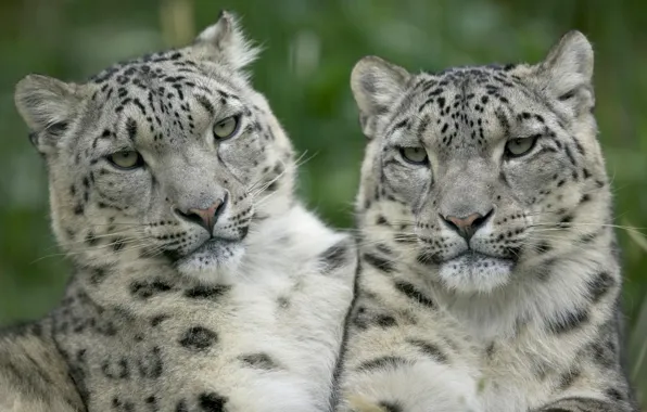 White, look, leopards