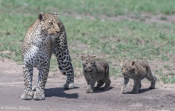 Predators, family, Africa, wild cats, trio, leopards, family, mother