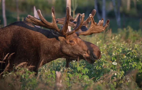 Summer, nature, moose