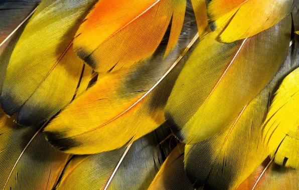 Picture macro, feathers, wallpapers, 1920x1200