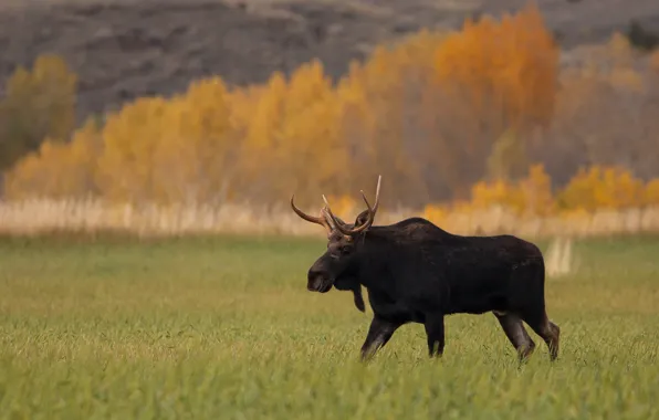Field, autumn, wildlife, fall, moose