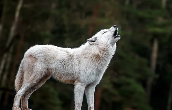 Nature, predator, animal, wolf, wildlife, portrait, portrait., Canis lupus. face