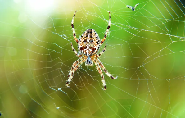 Macro, fly, web, spider, bokeh