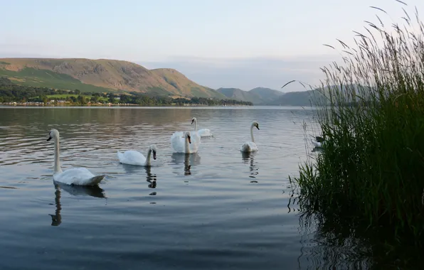 Picture grass, mountains, lake, pond, bird, shore, white, swans