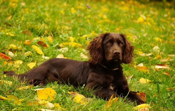Autumn, grass, leaves, glade, dog, puppy, lies, brown