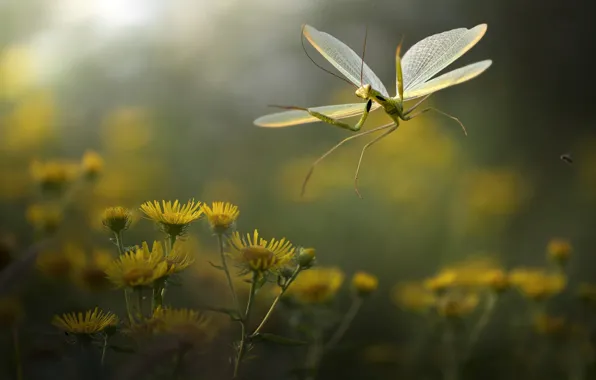 Macro, flowers, nature, mantis, insect, Roberto Aldrovandi