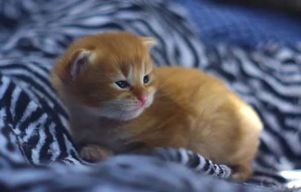 Picture baby, red, kitty, ginger kitten