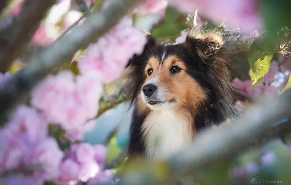 Picture face, branches, dog, bokeh, sheltie, Shetland Sheepdog