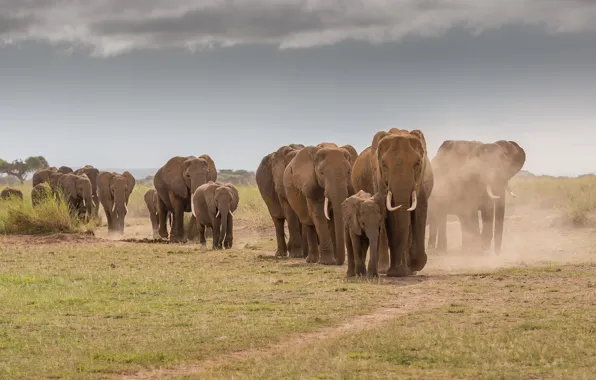 Road, field, the sky, nature, elephant, dust, Savannah, elephants