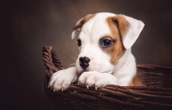 Look, pose, legs, dog, puppy, face, basket