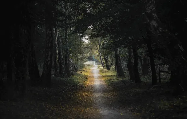 Birch, trees, forest, leaves, trail