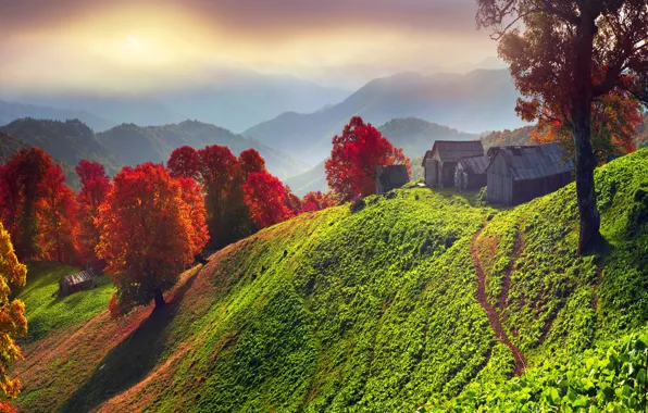 Greens, autumn, forest, the sky, grass, the sun, trees, mountains