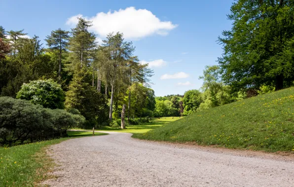 Road, trees, nature, Park, spring, roads, United Kingdom, parks