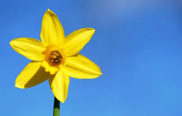 Picture the sky, flowers, petals, stem
