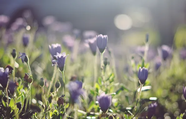 The sun, flowers, petals, lilac