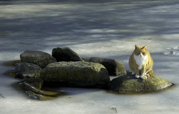 Picture sea, cat, water, lake, stones, red, sitting