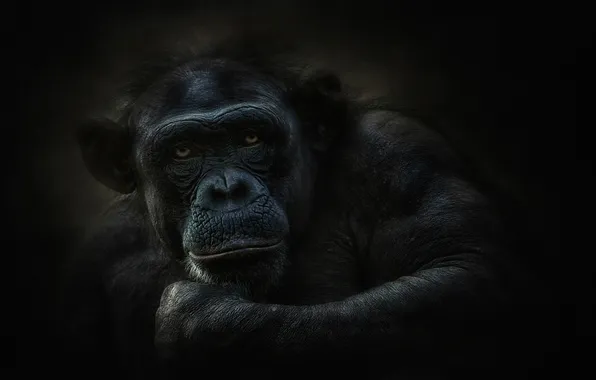Picture look, chimpanzees, the primacy of