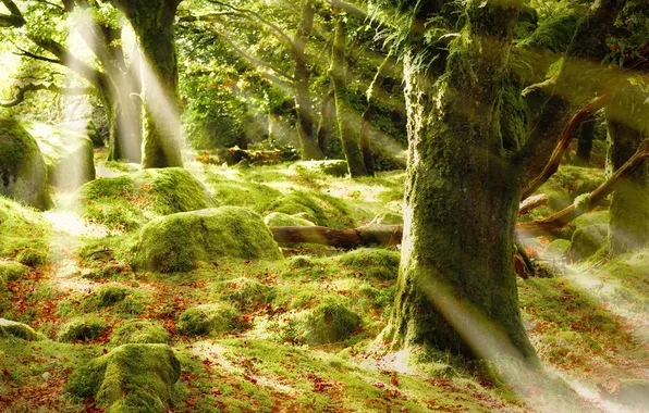 Forest, rays, trees, glare, foliage, moss, the sun, Sunshine forest