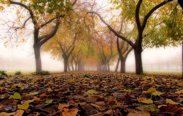 Autumn, leaves, the city, fog, street