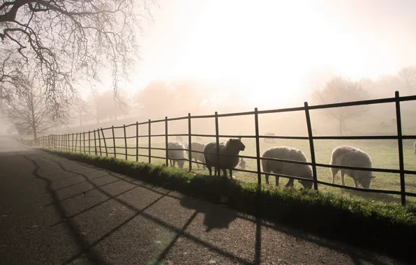 Road, landscape, fog, sheep, morning