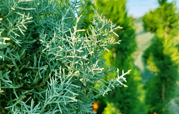 Nature, Bush, needles, juniper