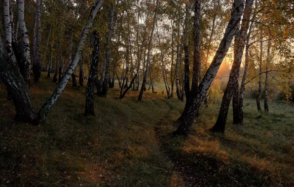 Picture autumn, forest, trees