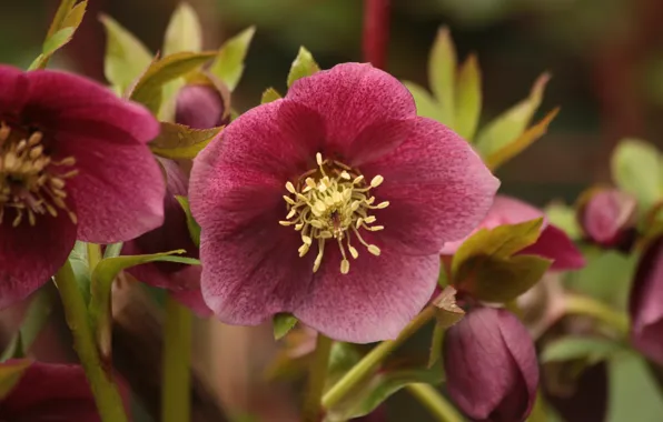 Macro, hellebore, Helleborus
