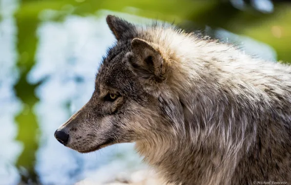 Nature, predator, animal, wolf, wildlife, portrait, portrait., Canis lupus. face