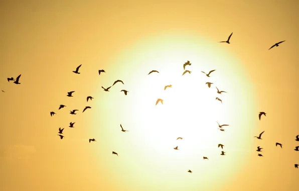 The sky, the sun, sunset, birds, pack
