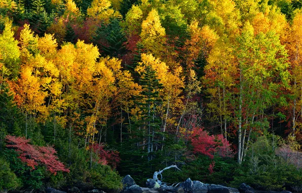 Picture autumn, forest, trees, landscape, nature, plants, forest, trees