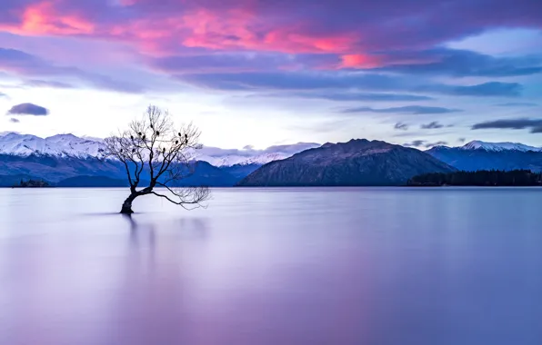 Picture trees, mountains, lake, New Zealand, pond, Wanaka