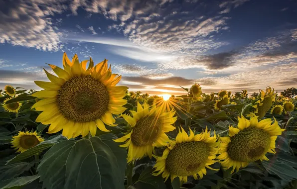 Summer, sunflowers, nature