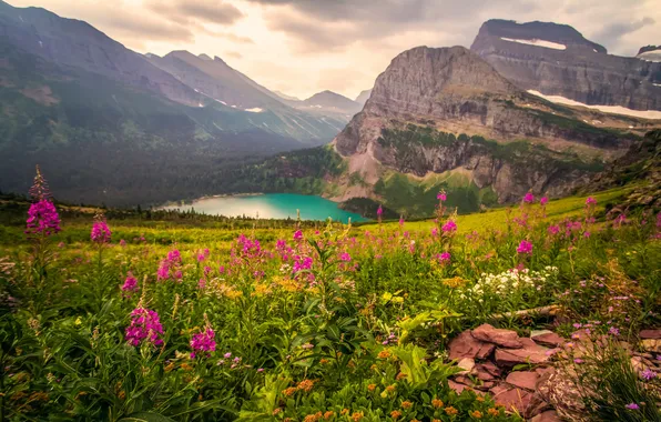 Picture field, forest, the sky, clouds, landscape, flowers, mountains, nature