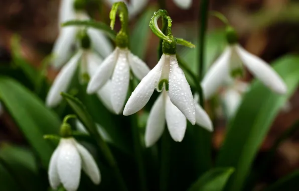 Picture water, drops, macro, flowers, nature, spring, snowdrops, primroses