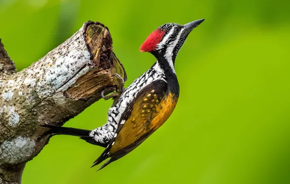 BIRD, BEAK, PAINTING, CREST, WOODPECKER, TWIG