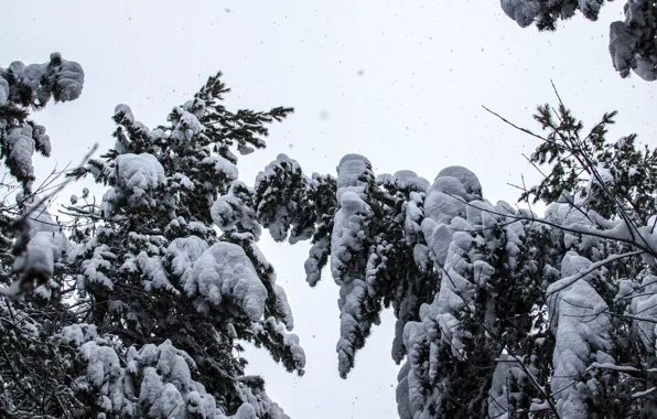 Snow, Snow, pine, snowfall, the top, trees