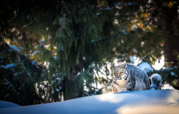 Picture pose, the snow, light, snow, winter, snow leopard, trees, walk