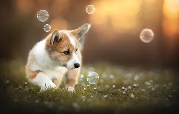 Summer, nature, each, dog, Corgi