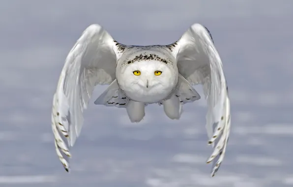 Owl, wings, flight, snowy owl, white owl