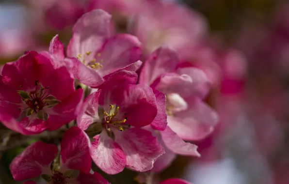 Flowers, pink, Apple