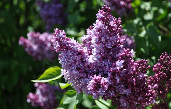 Flowers, branches, spring, flowering, lilac, inflorescence, blooming lilacs