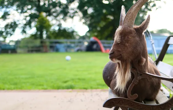 Look, shop, bench, goat