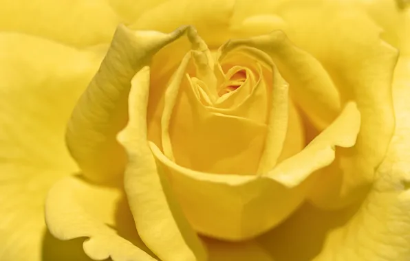 Flowers, nature, Yellow rose