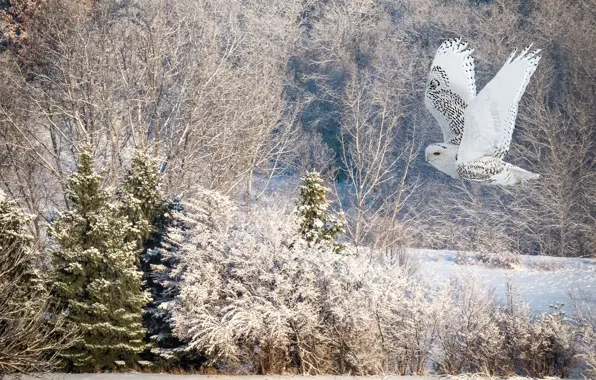 Winter, frost, forest, snow, trees, flight, branches, owl