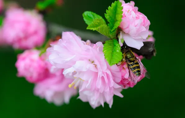 Picture macro, flowers, branches, insect, flowering, Gorzalka