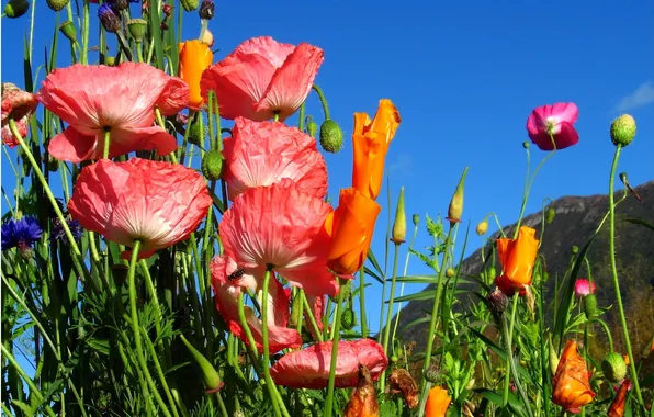 Field, the sky, landscape, flowers, mountains, Maki, meadow