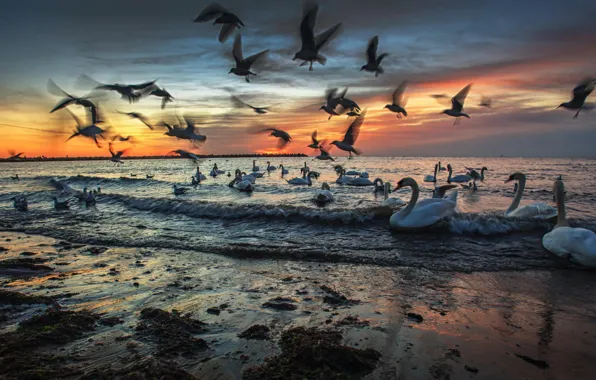 Shore, seagulls, swans