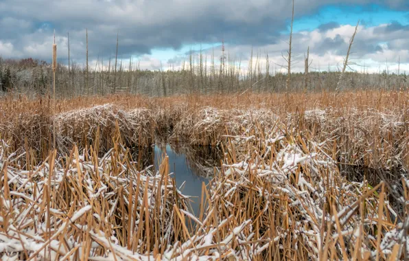 Autumn, swamp, reed