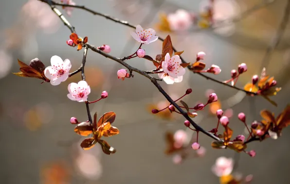 Trees, branches, flowers, trees, flowers, inflorescence, branches, buds